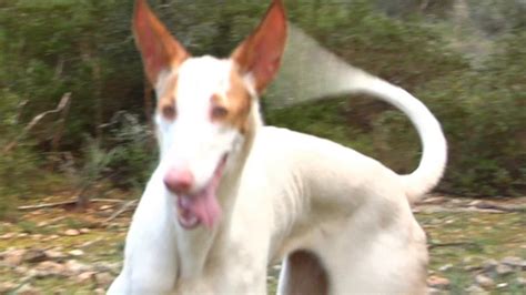 braco con podenco|Podenco, el perro de caza del Mediterráneo